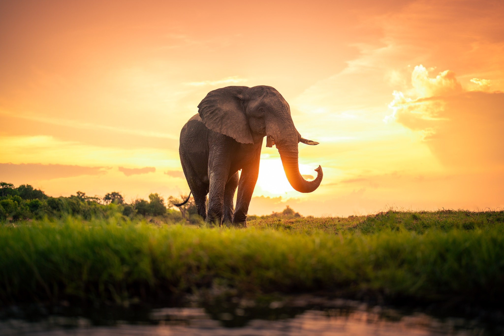 Wild-Life Tour